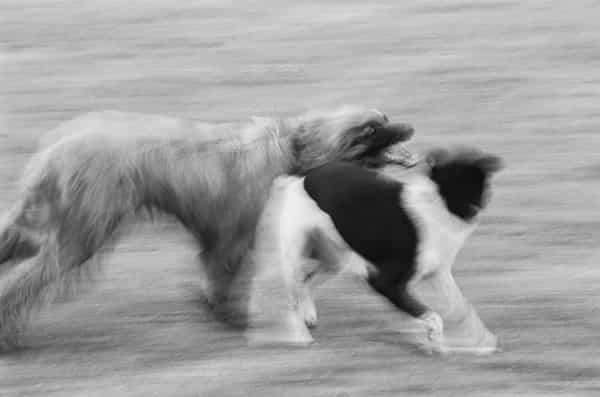 Bewegungsunschaerfe ist die Motivation fuer diese Aufnahmen - Unschaerfe wird in Grautoene transformiert. Hier sehen wir die zwei Hunde auf ihren Hinterpfoten stehend sich angehen, die Maeuler weit geoeffnet. Alles ist nur Spiel. Eine Bierflasche liegt im Rasen. Die Aufnahme entstand im Grueneburgpark, Frankfurt.