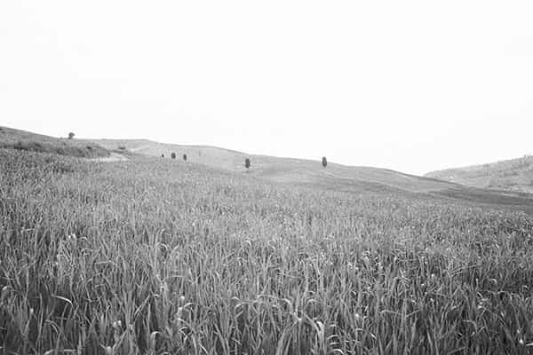 Im zweiten Bild der Serie Zypressen in der Toscana  kann man fuenf sehr klein in der Ferne sehen. Im dominanten Vordergrund befindet sich ein Kornfeld. Die sich rechts im Bild befindende Zypresse entspricht dem Portrait des ersten Bildes.